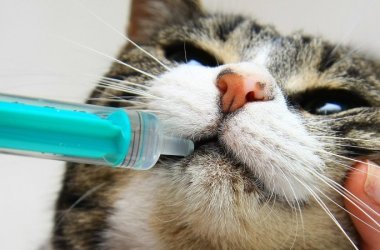 Dewormers for Cats