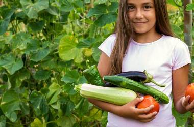 Vegetable Seeds