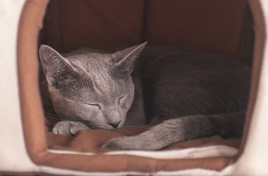 Heated Cat Houses