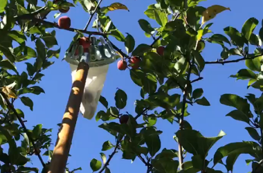 Fruit Pickers